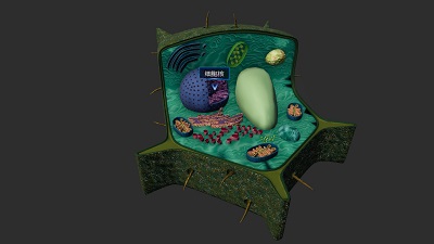 Bacteria and Virus Display Visualization